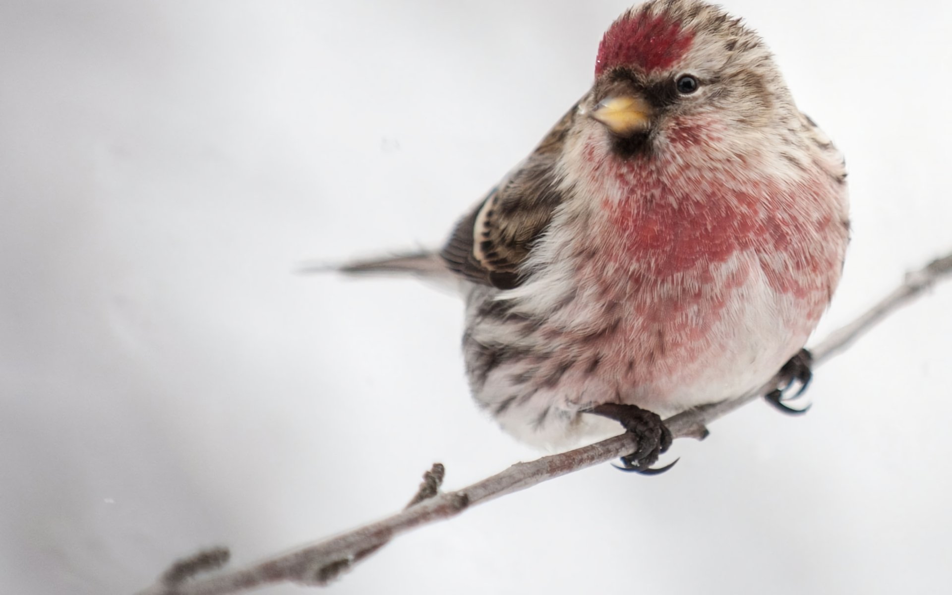 Download Common Redpoll Close-up Branch Bird Animal HD Wallpaper