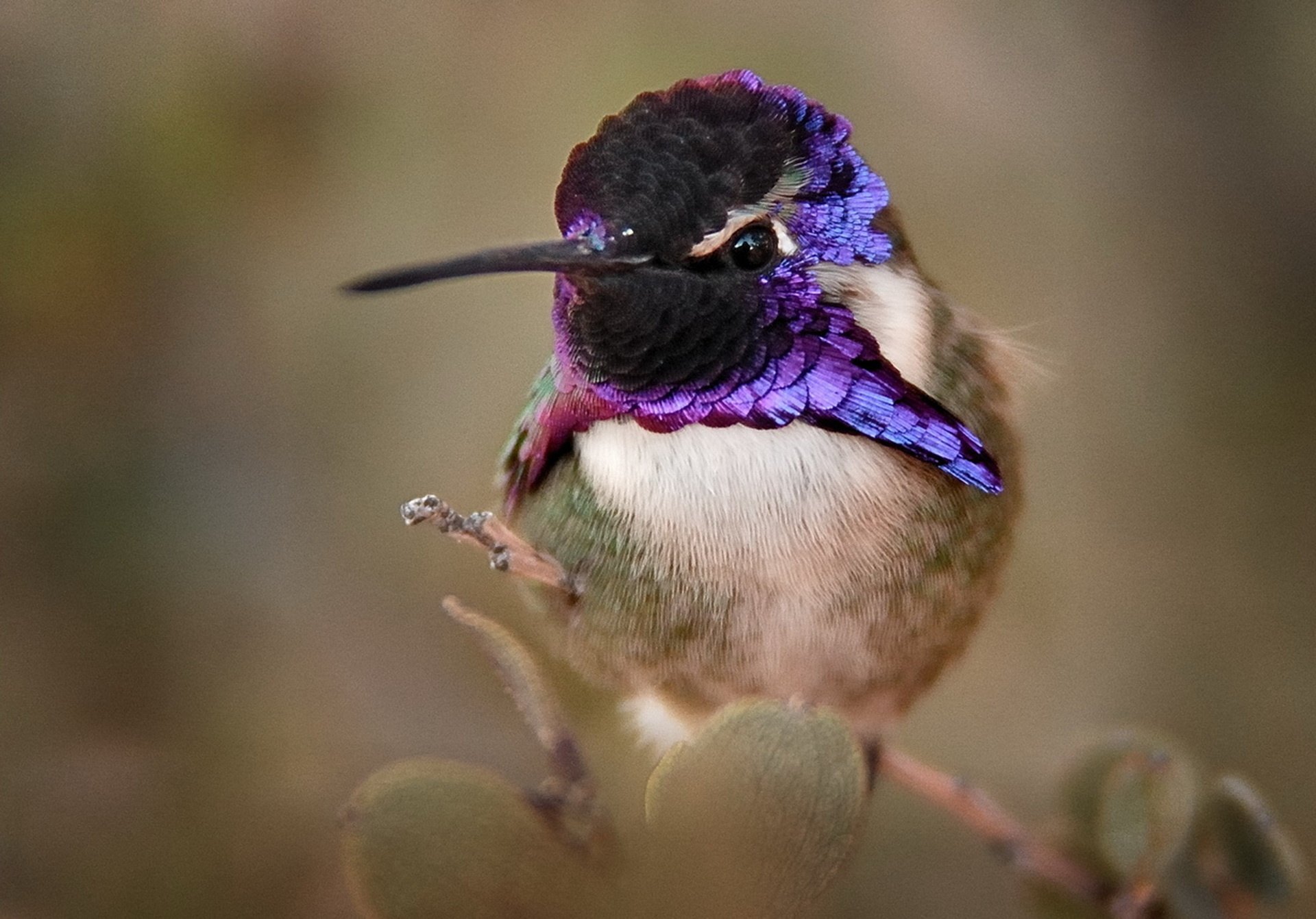 Download Bird Animal Hummingbird HD Wallpaper | 1920x1342 | Wallpaper Abyss