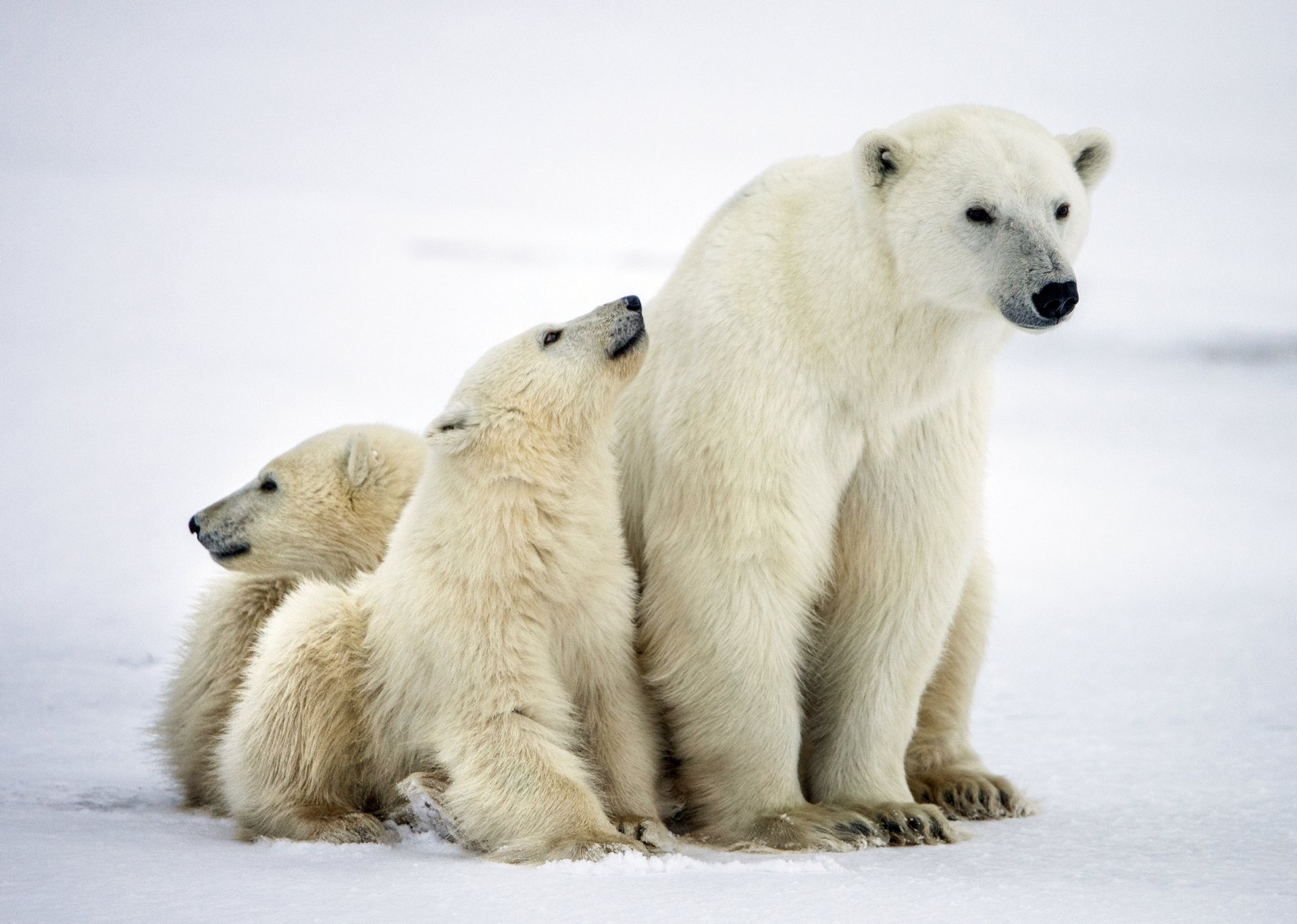 HD PC desktop wallpaper background: polar bear mother with two baby animal cubs cuddling on a snowy plain.