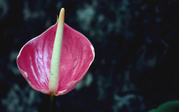 pink flower nature flower HD Desktop Wallpaper | Background Image