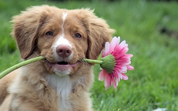 Animal Dog Dogs Muzzle Pink Flower HD Wallpaper | Background Image