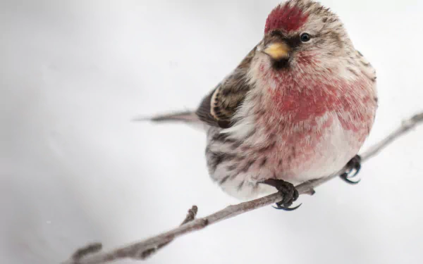common redpoll close-up branch bird Animal HD Desktop Wallpaper | Background Image