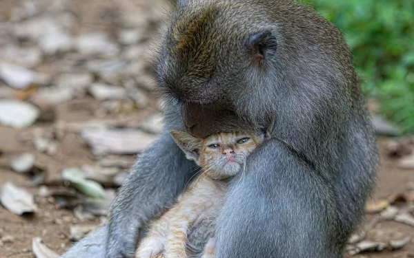 hug love kitten Animal monkey HD Desktop Wallpaper | Background Image