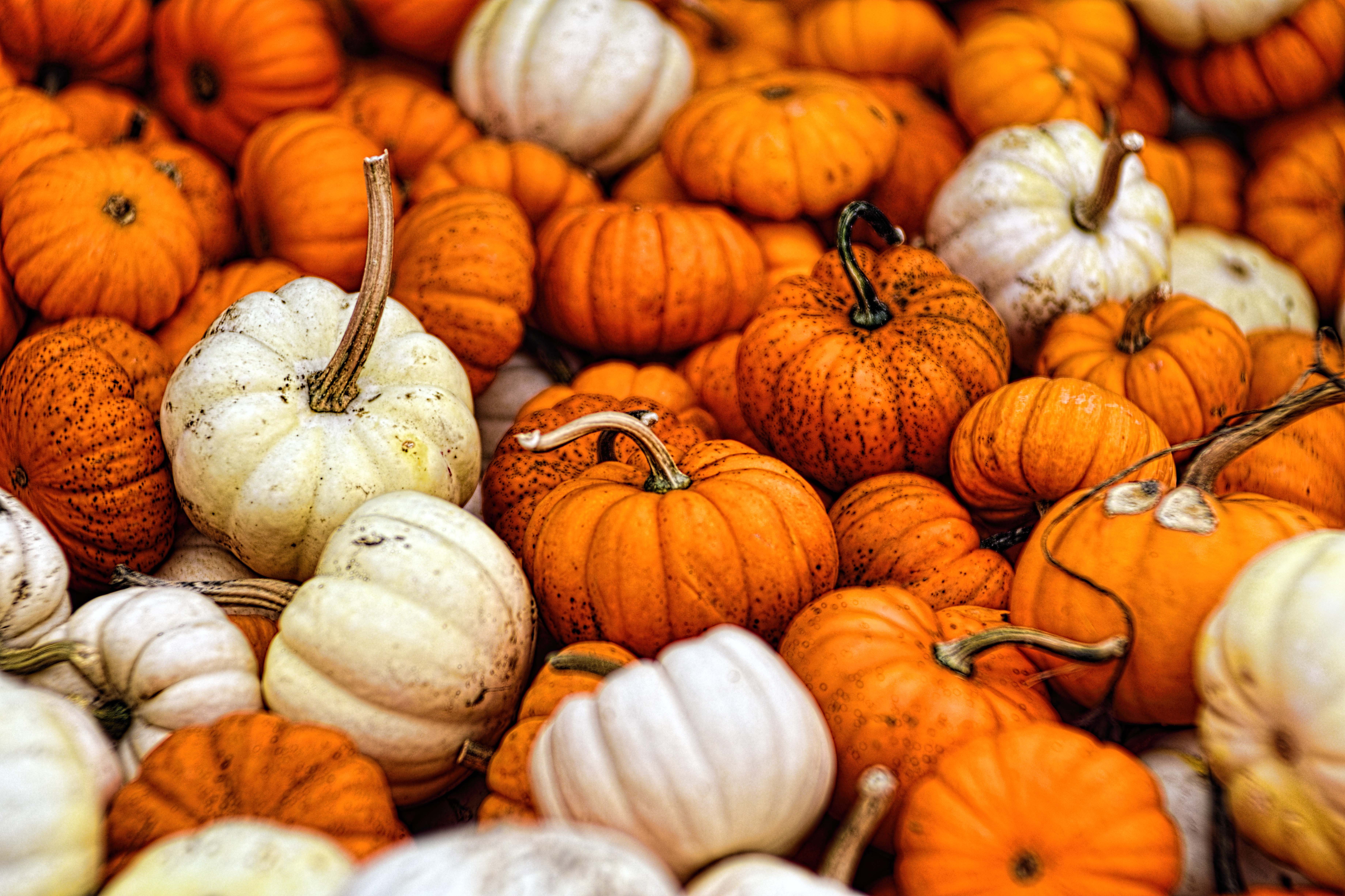 fall pumpkin desktop background