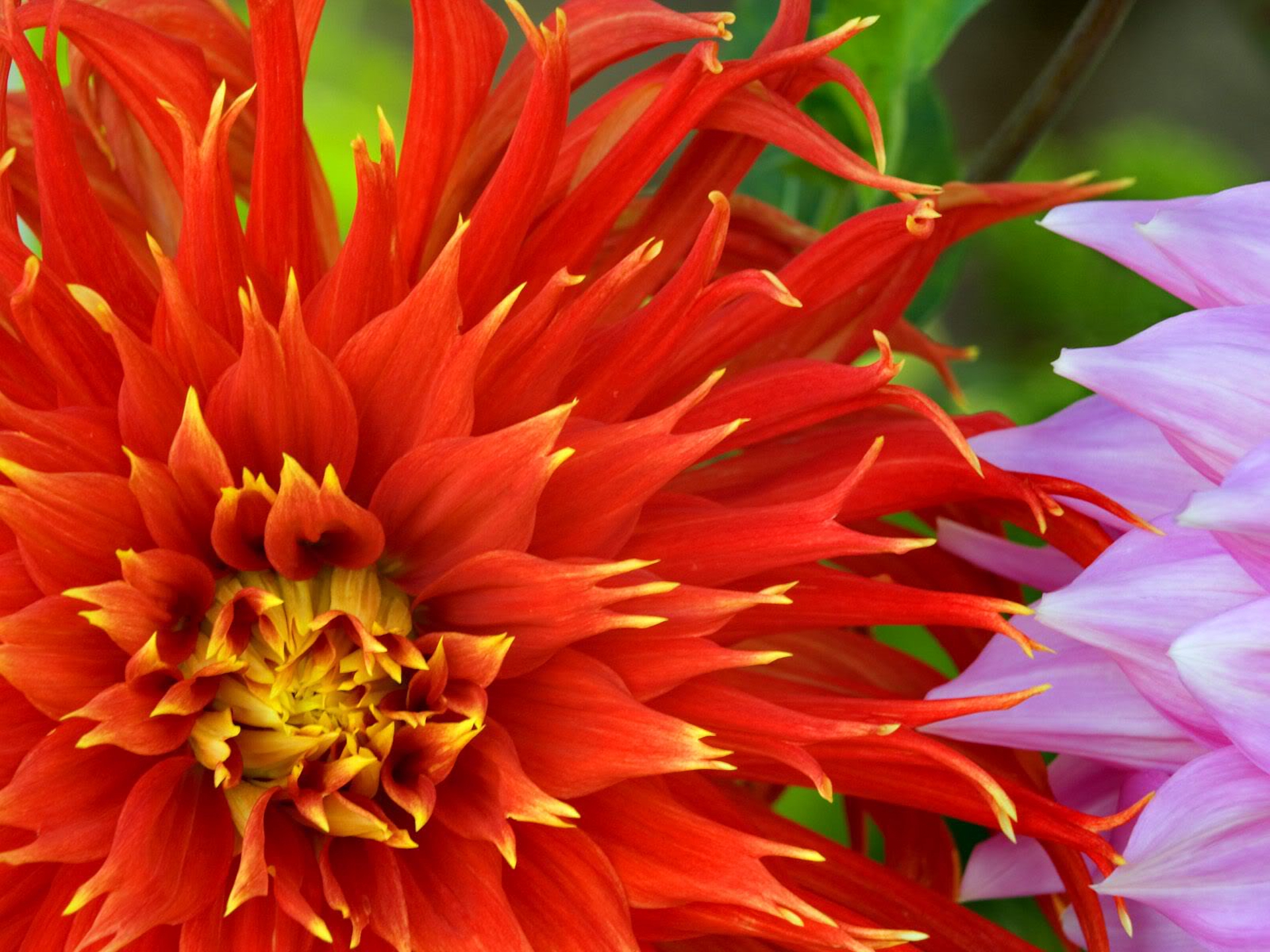 Orange and Yellow Dahlia HD Wallpaper | Achtergrond | 1920x1440 | ID