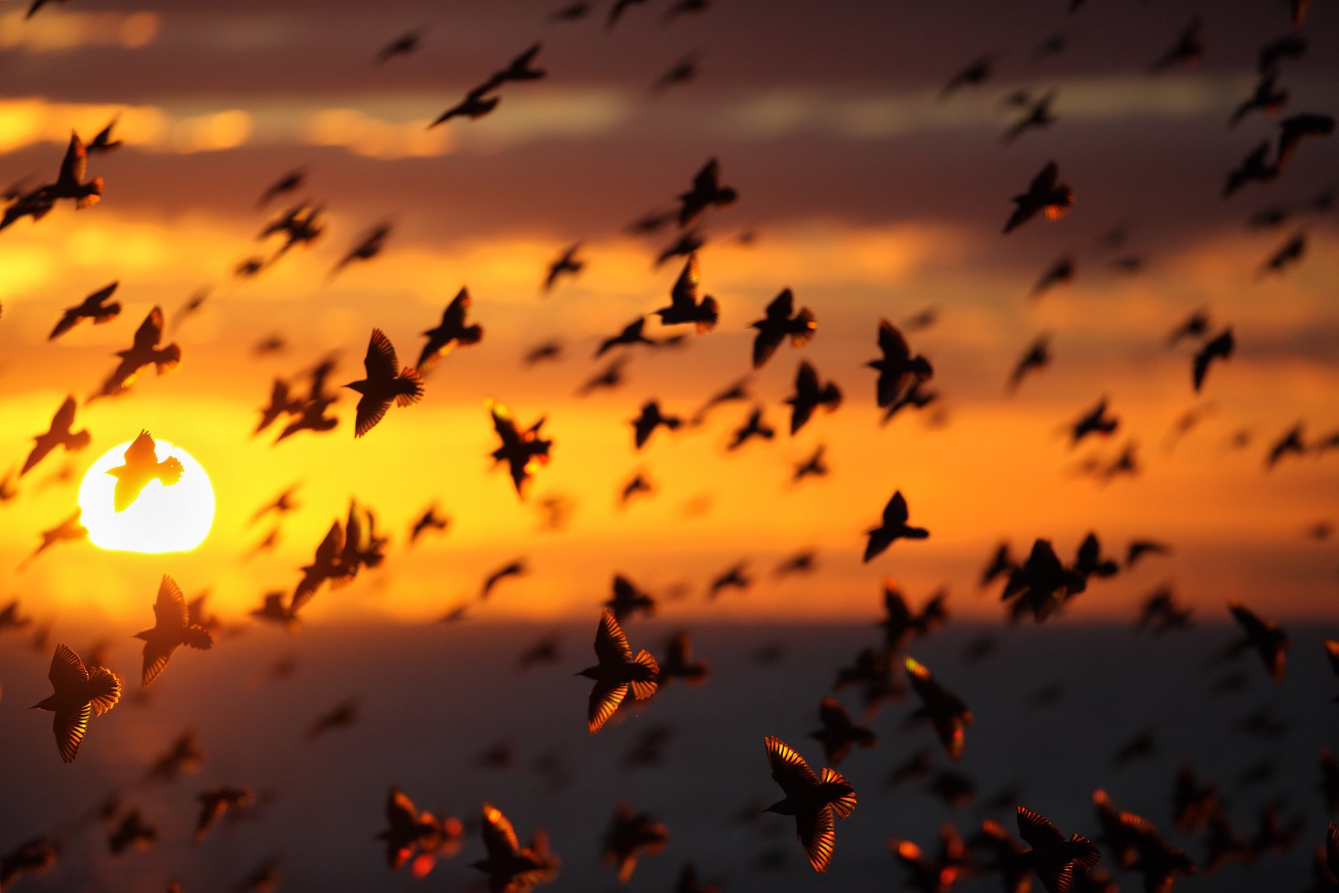 Download Flock Of Birds Sunset Animal Bird HD Wallpaper