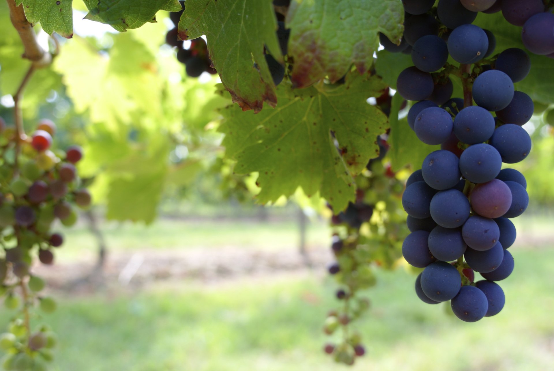 A cluster of ripe grapes hanging from a vine with leaves in soft focus, captured in 4K Ultra HD with a shallow depth of field.