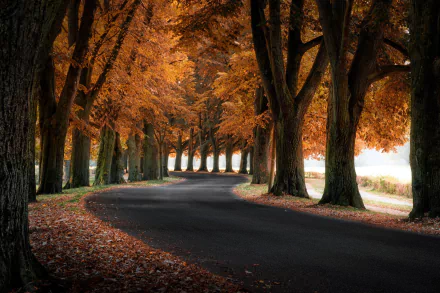 A tree-lined, man-made road in fall, with vibrant orange leaves creating a warm, scenic atmosphere for an HD PC desktop wallpaper and background.