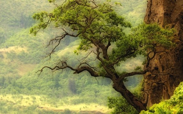 Earth Tree Trees Green HD Wallpaper | Background Image