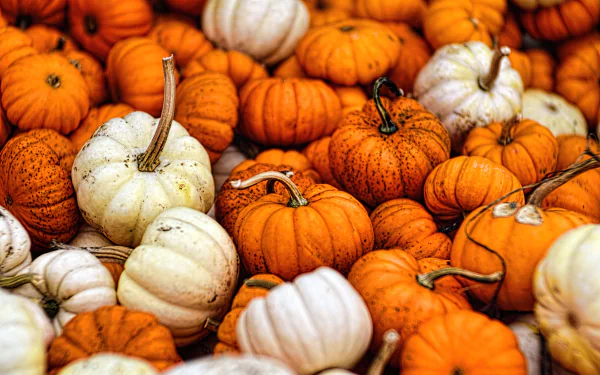 5K Ultra HD PC desktop wallpaper and background: vibrant pile of orange and white pumpkins and gourds, food-themed autumn harvest.