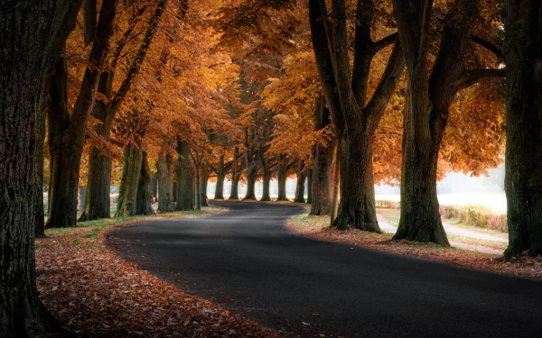 A tree-lined, man-made road in fall, with vibrant orange leaves creating a warm, scenic atmosphere for an HD PC desktop wallpaper and background.