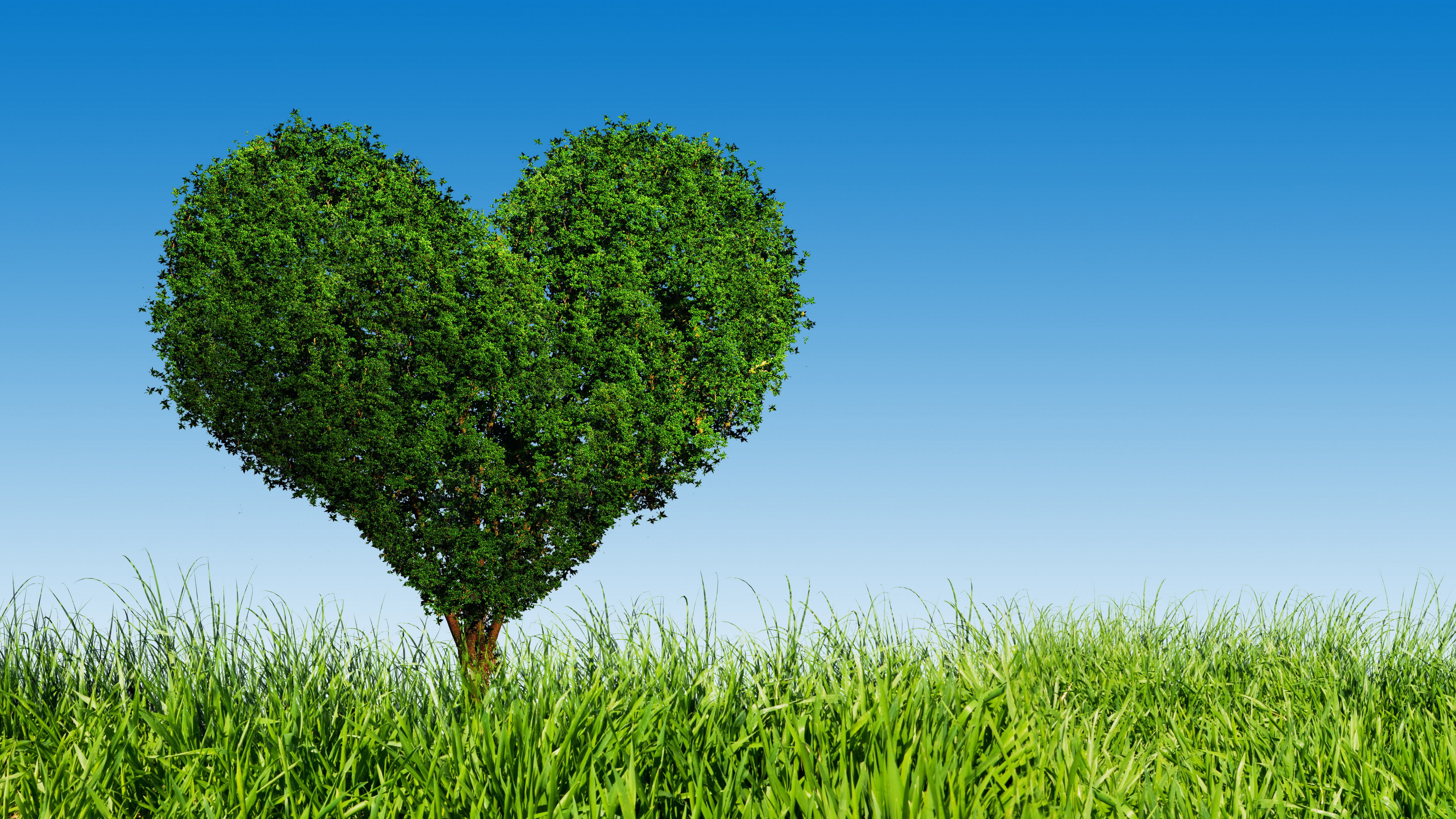 Любовь к природе это чувство. Дерево зеленое. Дерево сердце. Дерево с сердечками. Любовь к природе.
