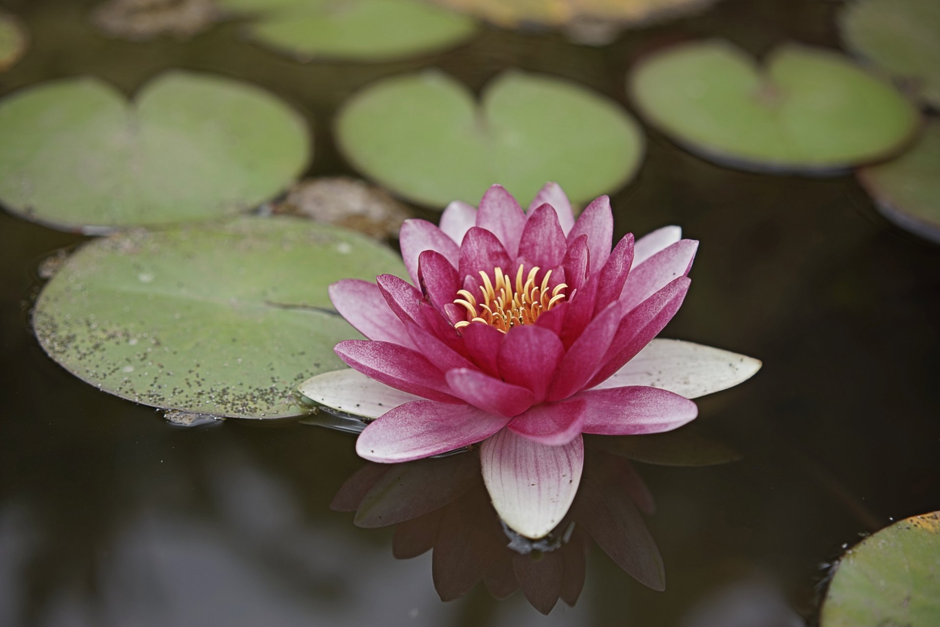 Download Pink Flower Nature Reflection Flower Lotus 4k Ultra Hd Wallpaper 6731