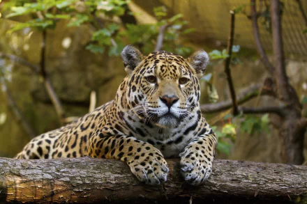 HD desktop wallpaper of a resting jaguar at a zoo, lying on a tree branch surrounded by natural greenery.