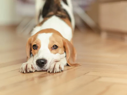 Close-up of a beagle dog lying on a wooden floor, with a softly blurred background, captured in 4K Ultra HD for a detailed PC desktop wallpaper.