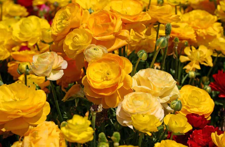  Yellow Ranunculus
