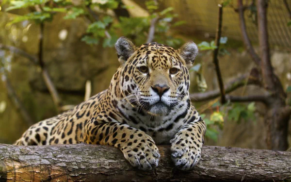 HD desktop wallpaper of a resting jaguar at a zoo, lying on a tree branch surrounded by natural greenery.