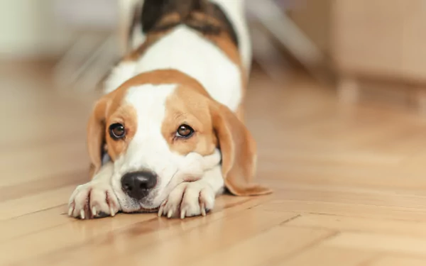 Close-up of a beagle dog lying on a wooden floor, with a softly blurred background, captured in 4K Ultra HD for a detailed PC desktop wallpaper.