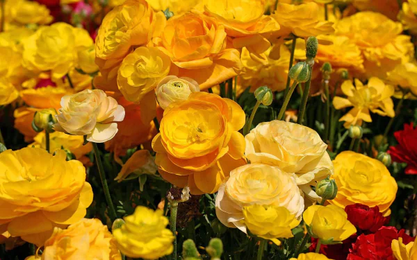  Yellow Ranunculus