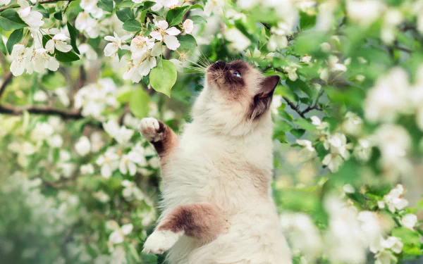 A Himalayan cat with blue eyes stands among blooming flowers, curiously reaching up. The soft focus background highlights the vibrant blossoms, creating a serene, nature-inspired scene.