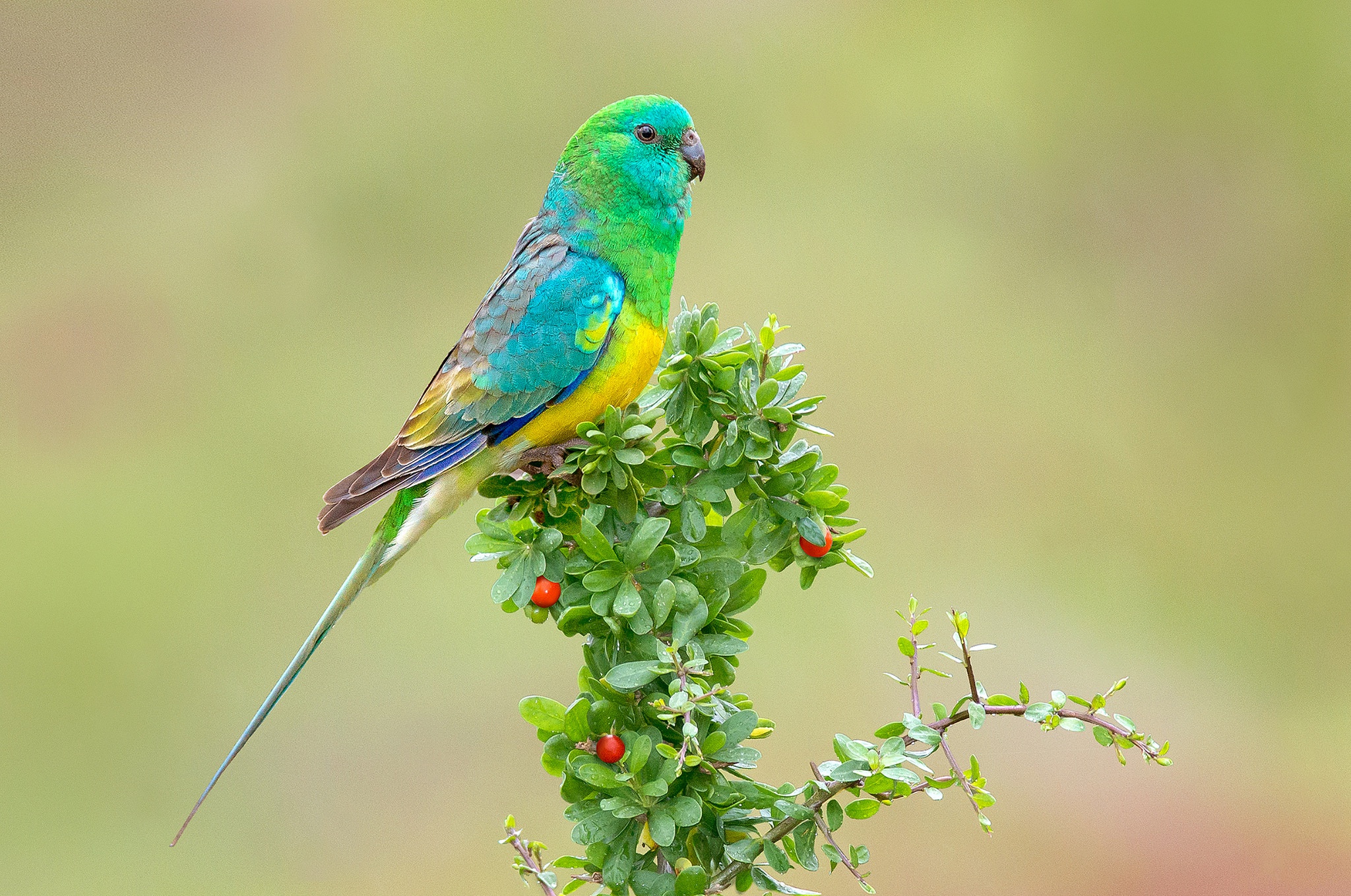 Eine Rangliste unserer qualitativsten Papageienbilder