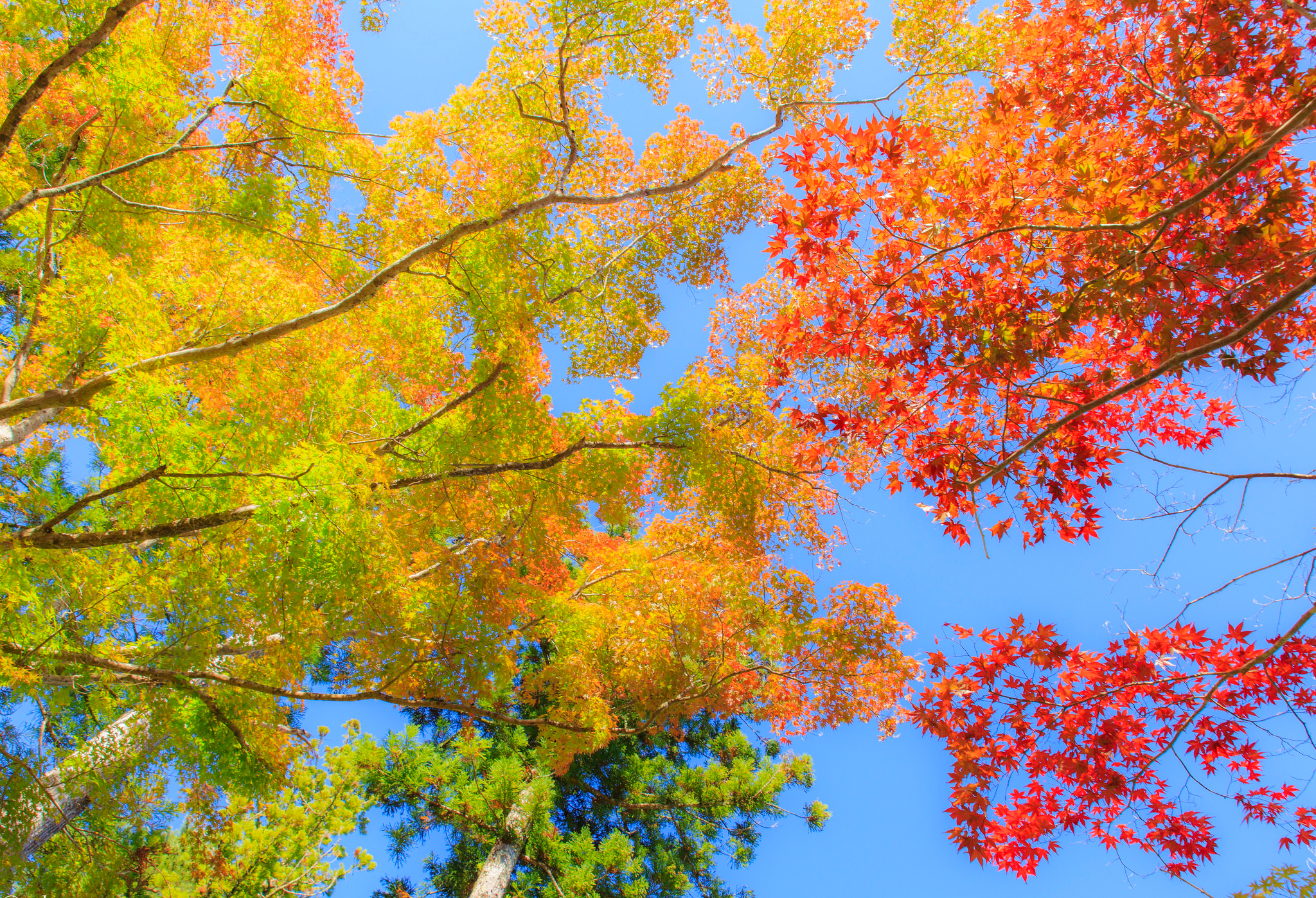 Bright Autumn Branches HD Wallpaper | Background Image | 2048x1398