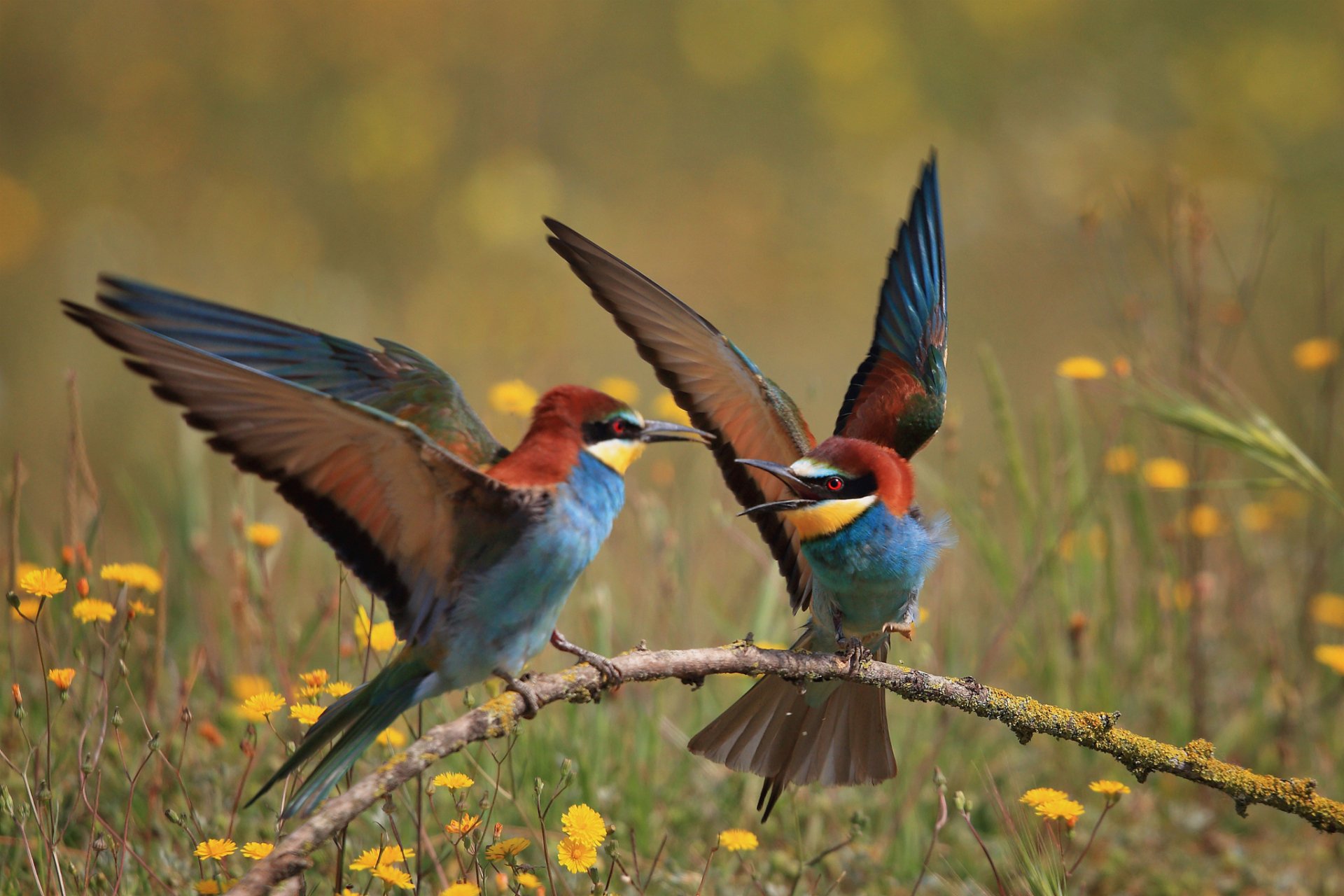 Download Eurasian Bee-eater Bird Animal Bee-eater HD Wallpaper