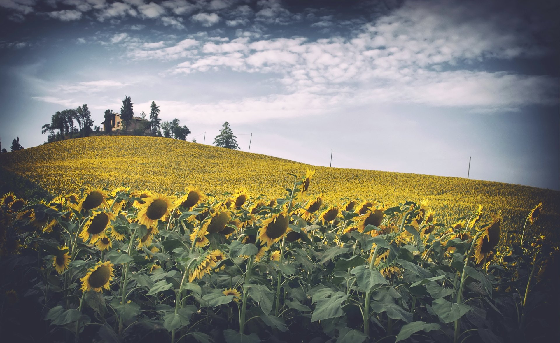 4K Ultra HD PC desktop wallpaper showing a summer field of sunflowers and yellow flowers rolling over a hill beneath a cloudy sky