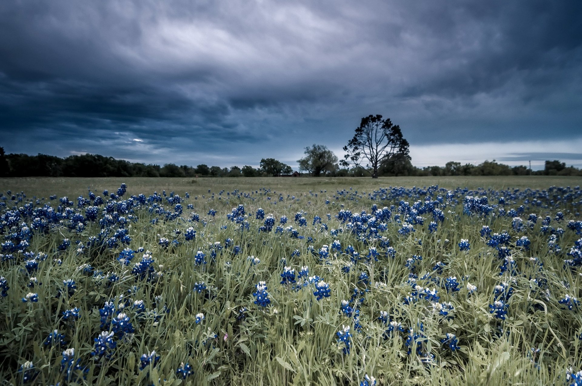 Nature Field Hd Wallpapers Landscape, Grass, Field Wallpapers HD