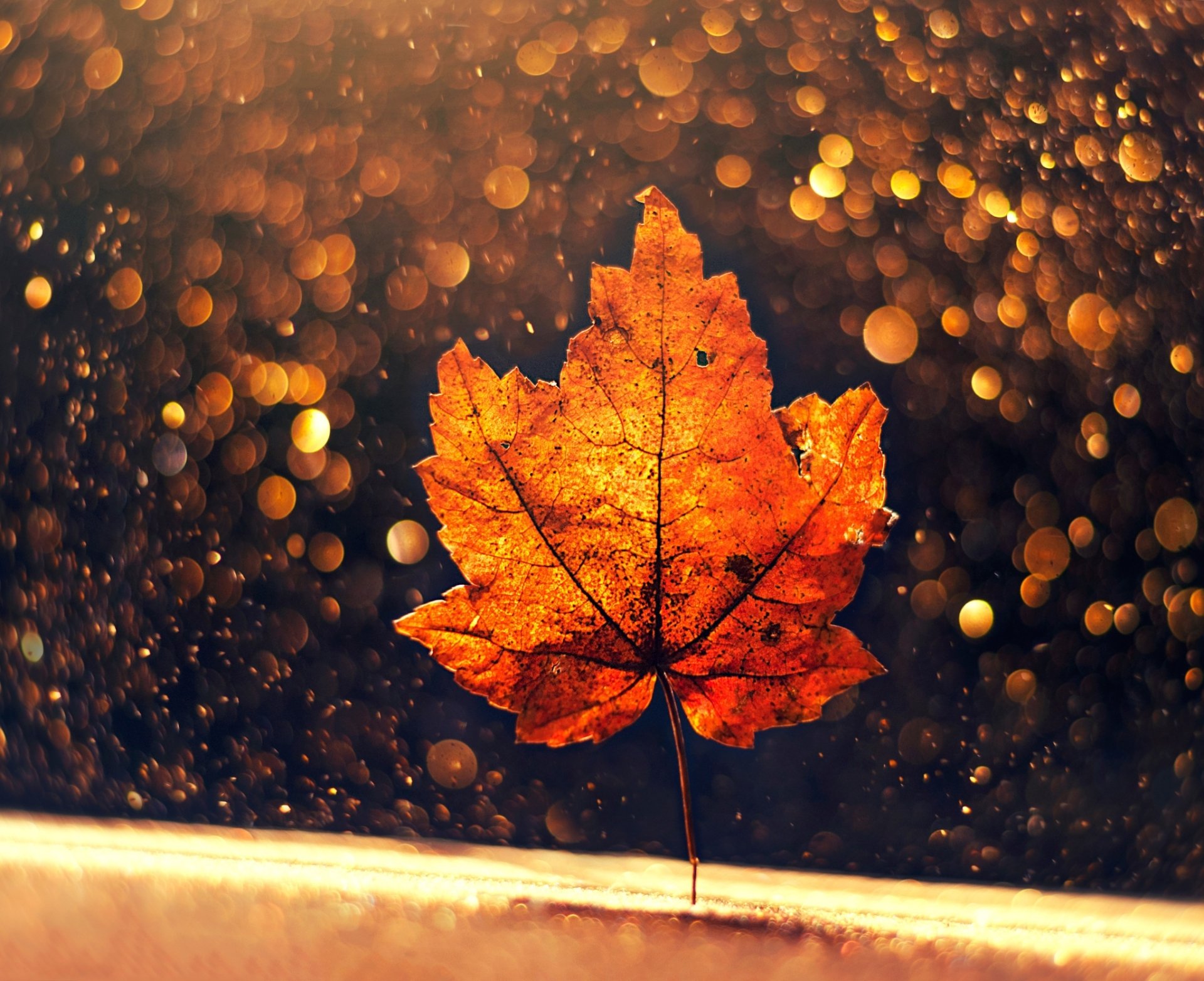 A vibrant orange maple leaf in sharp focus with a warm fall bokeh background, captured in stunning HD as a nature-themed PC desktop wallpaper.