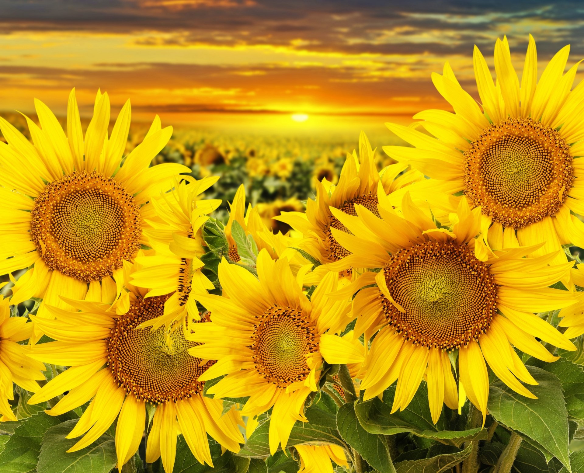 Free Download Sunflower Flowers Splendid Wallpaper HD [1024x768] For