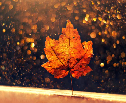 A vibrant orange maple leaf in sharp focus with a warm fall bokeh background, captured in stunning HD as a nature-themed PC desktop wallpaper.