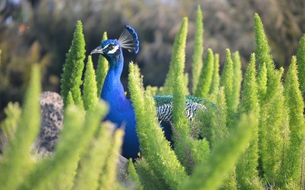 Animal Peacock Birds Bird Plant HD Wallpaper | Background Image