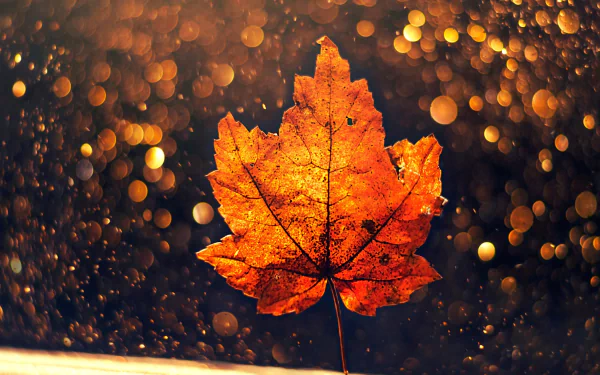 maple leaf fall bokeh nature leaf HD Desktop Wallpaper | Background Image
