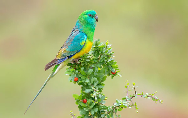 A vibrant parrot perches atop a green plant, showcasing its stunning blue, green, and yellow feathers. This HD desktop wallpaper captures the beauty of wildlife in nature.