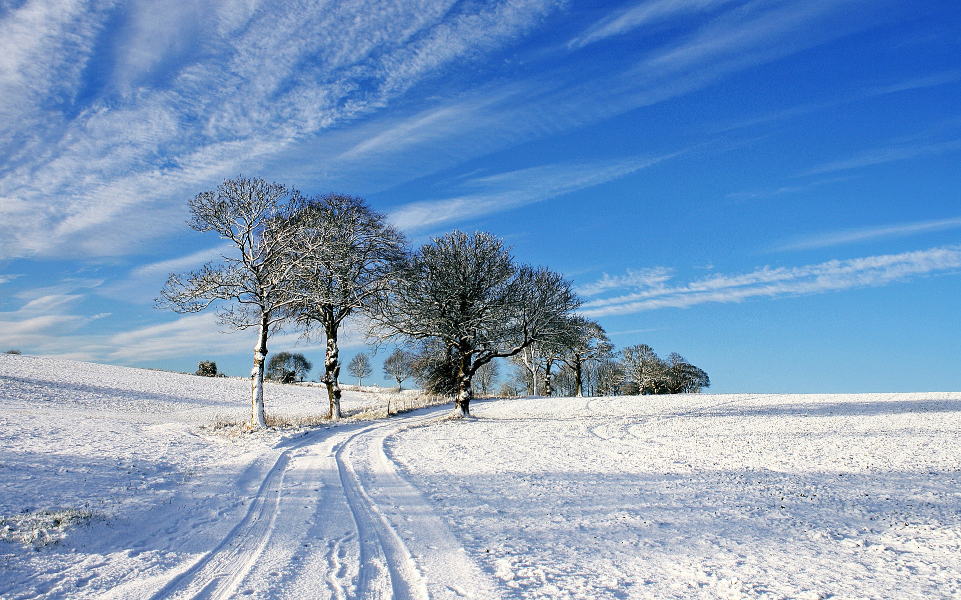 Download Tree Snow Winter Nature Path HD Wallpaper