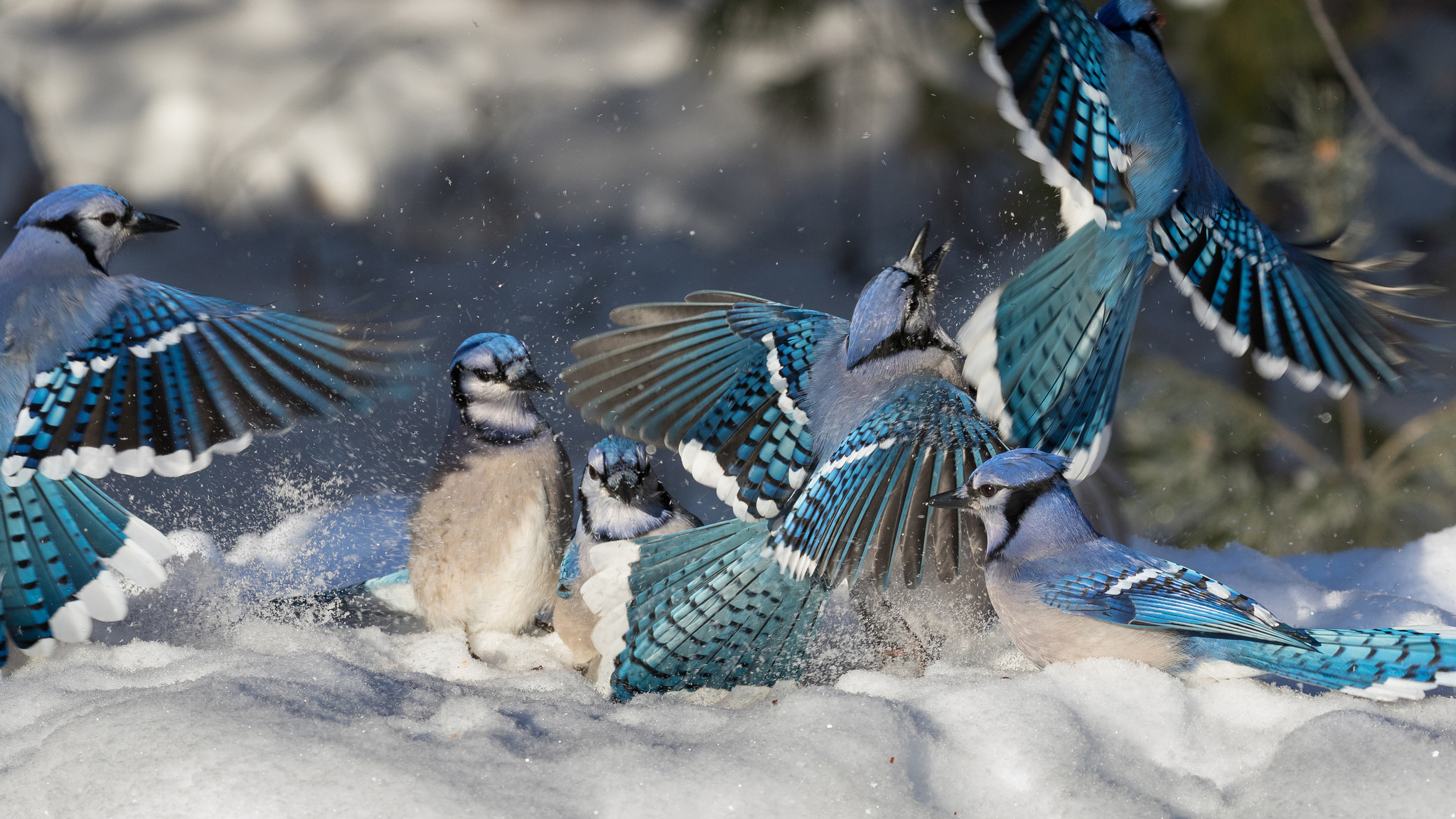 Blue Jay In Snow