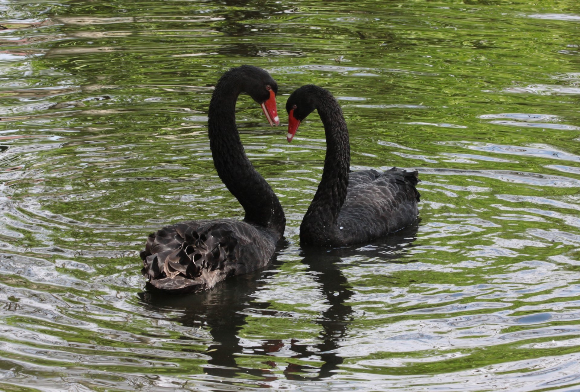 Two black swans form a heart shape with their necks while floating gracefully on calm water, captured in stunning 4K Ultra HD detail.