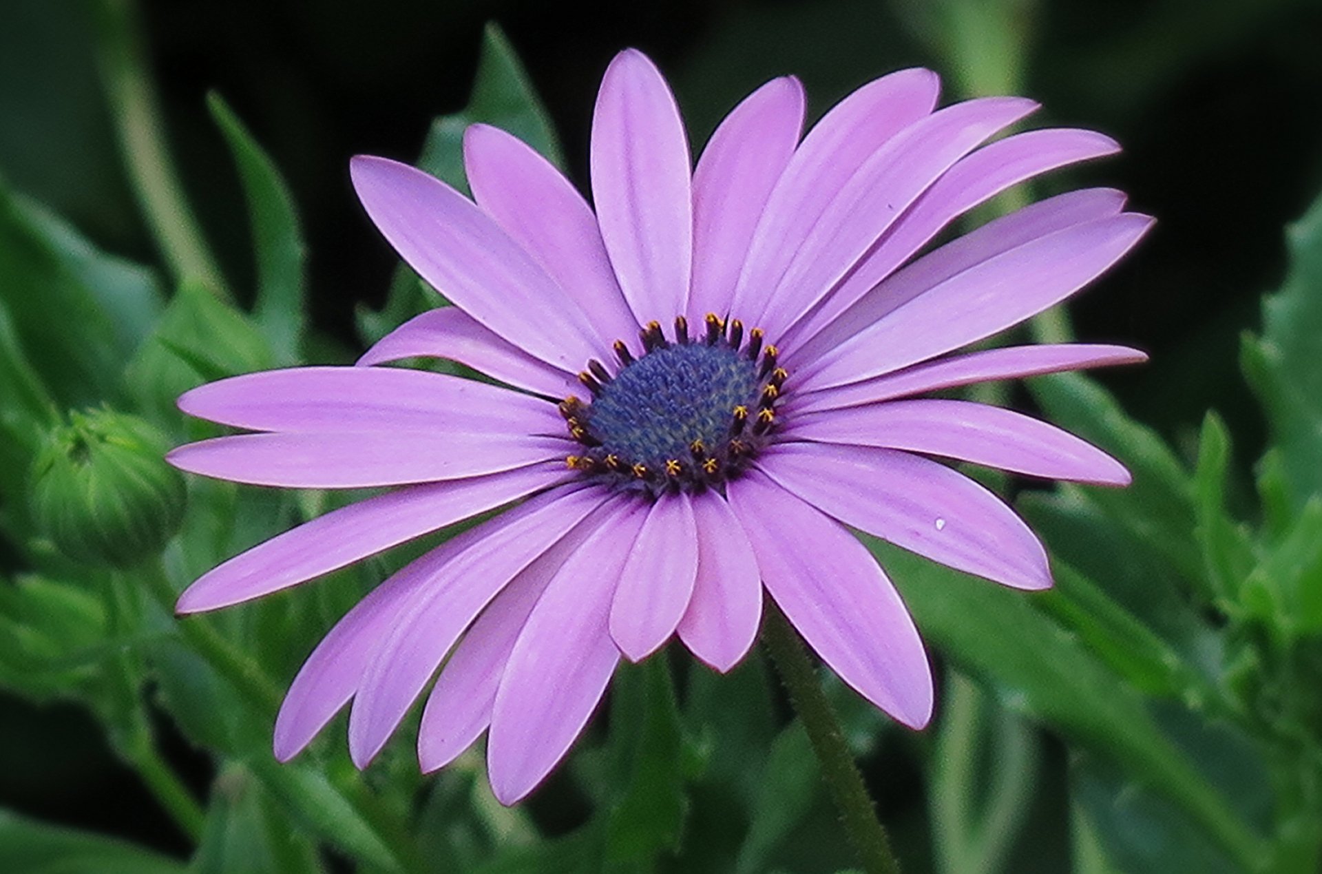 Purple Daisy