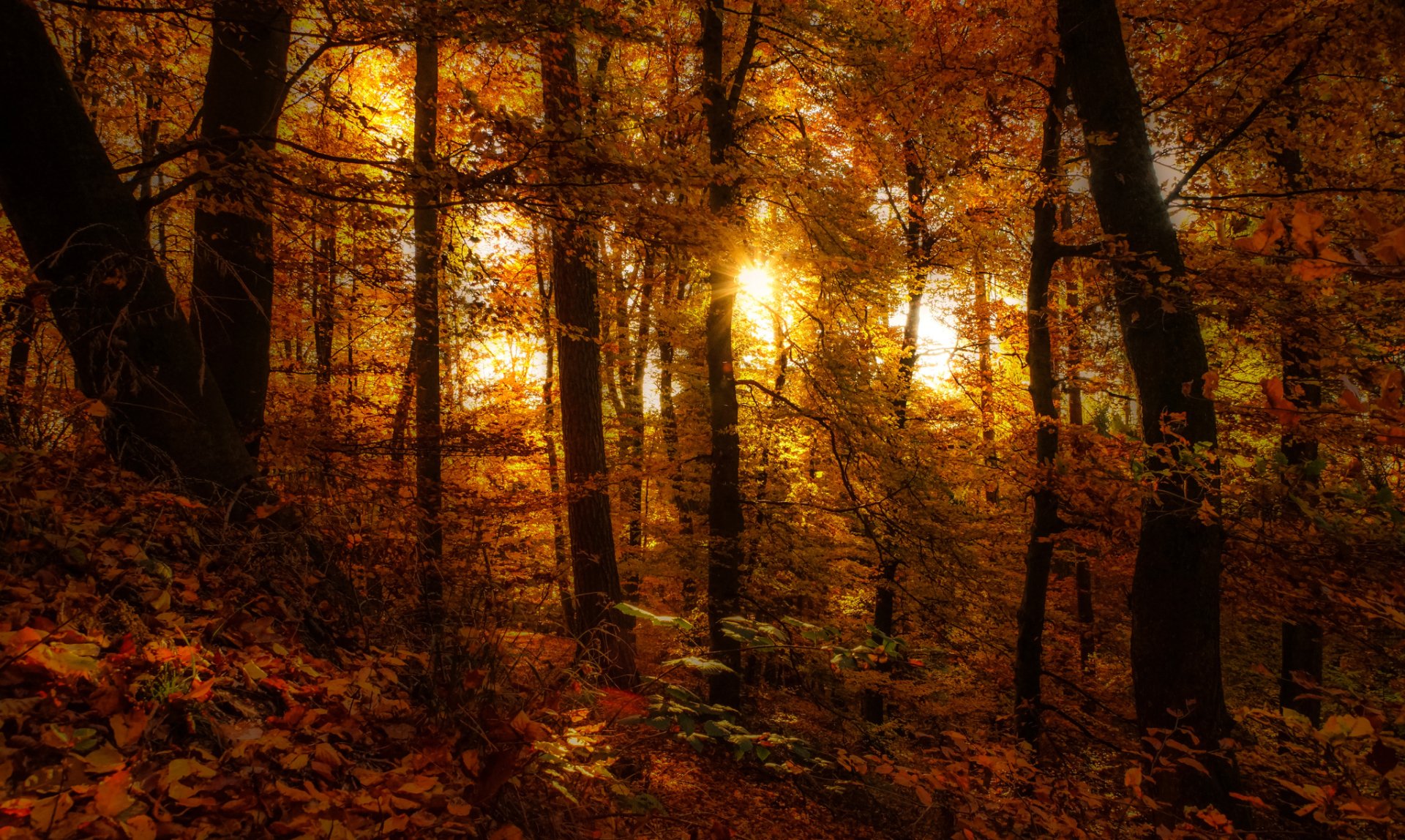 HD PC desktop wallpaper showing a vibrant fall forest with sunlight filtering through colorful autumn trees in nature.