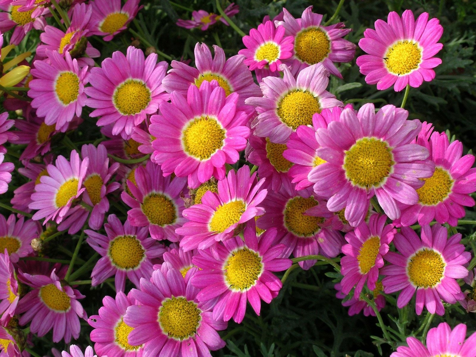 Download Pink Flower Daisy Nature Flower Wallpaper