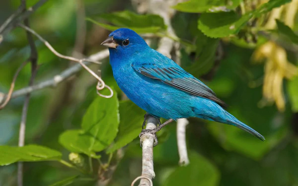 blue bird Animal Indigo Bunting HD Desktop Wallpaper | Background Image