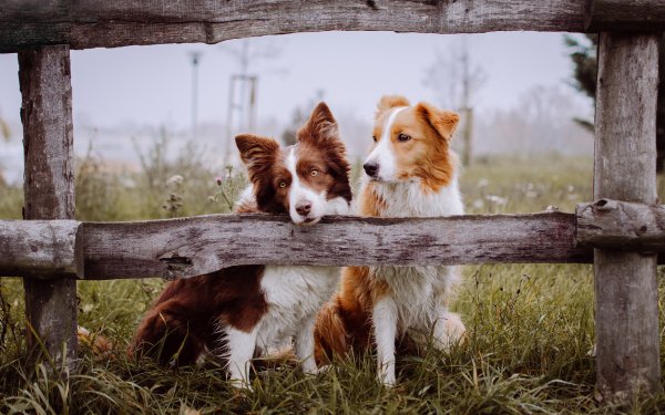 Animal Border Collie Dogs Dog Cute Fence Grass HD Wallpaper | Background Image