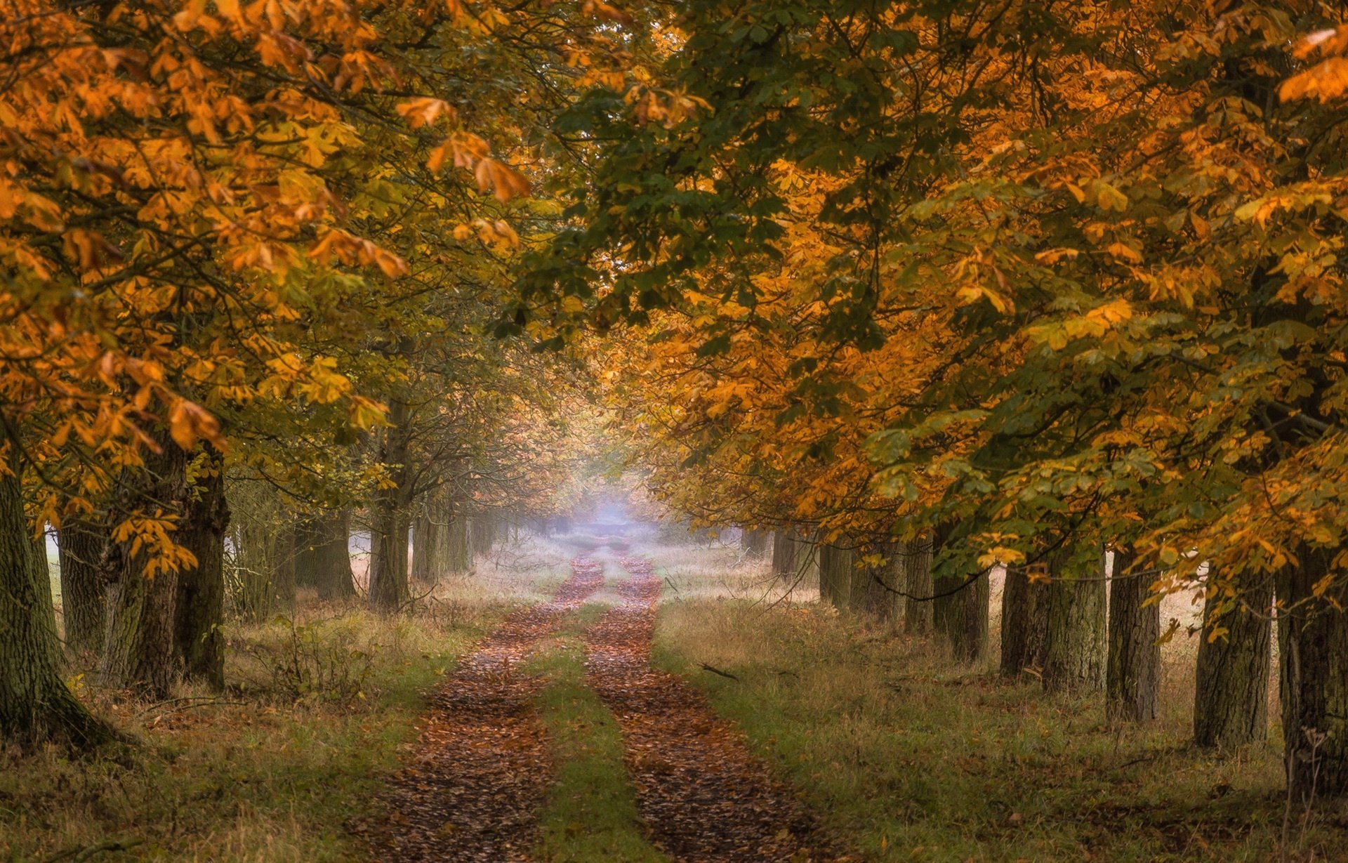 Download Fall Tree-lined Tree Dirt Road Man Made Road HD Wallpaper ...