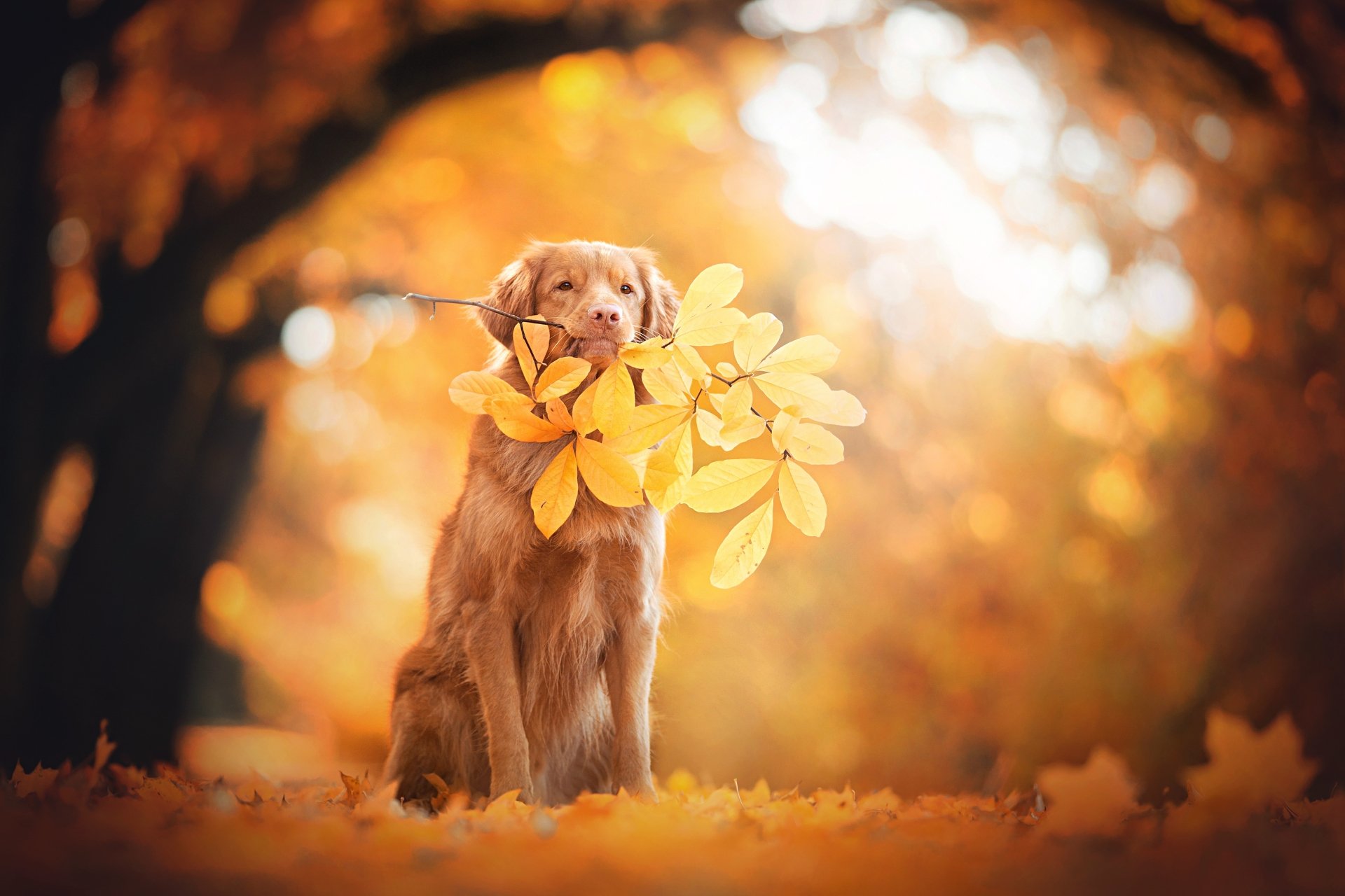 A Nova Scotia Duck Tolling Retriever holds a branch with autumn leaves, surrounded by fall foliage and warm bokeh light in a 4K Ultra HD desktop wallpaper.