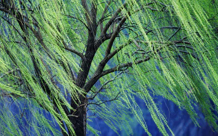 HD PC desktop wallpaper of a lush weeping willow tree with delicate green branches against a vibrant blue sky, highlighting serene natural beauty.