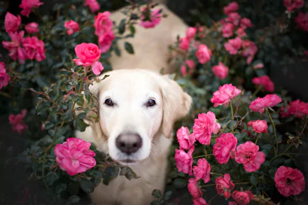 A golden retriever's muzzle peeks through a lush rose bush filled with vibrant pink flowers, creating a serene HD desktop wallpaper background.