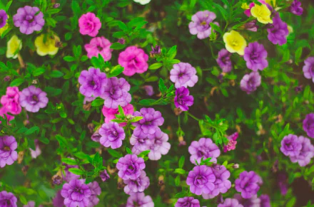 purple flower nature flower HD Desktop Wallpaper | Background Image