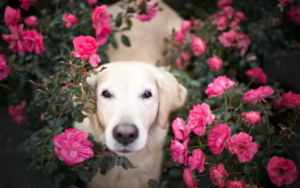 A golden retriever's muzzle peeks through a lush rose bush filled with vibrant pink flowers, creating a serene HD desktop wallpaper background.