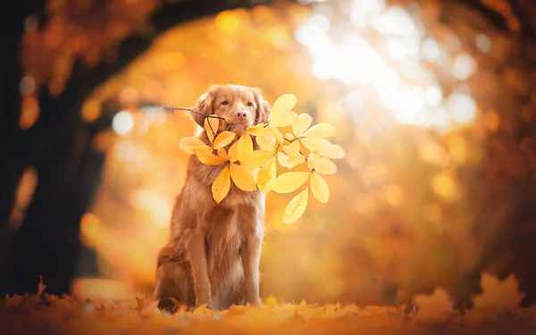 A Nova Scotia Duck Tolling Retriever holds a branch with autumn leaves, surrounded by fall foliage and warm bokeh light in a 4K Ultra HD desktop wallpaper.
